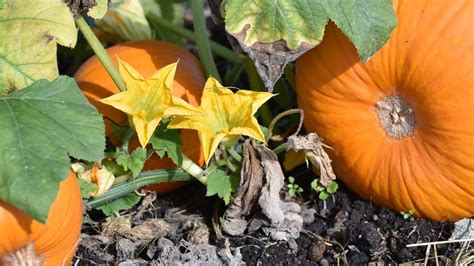 gardener pumpkin flowers otooles garden centers