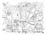 Rainforest Animals Coloring Jungle Drawing Pages Habitat Forest Trees Kids Safari Drawings Animal Baby Tropical Scene Background Getdrawings Paintingvalley Junction sketch template