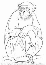 Chimpanzee Draw Drawing Step Animals Drawings Outline Easy Monkey Animal Pencil Tutorials Other Sketches sketch template