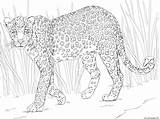 Ausmalbild Supercoloring Malvorlage Leopardo Coloringhome Leopards Kleurplaten Caracal Ausdrucken Luipaard Animali Dellafrica Africano sketch template