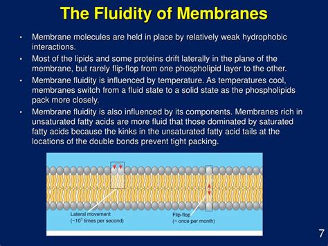 cell membrane structure  function powerpoint