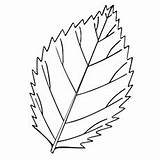 Leaf Leaves Coloring Pages Template Tree Birch Printable Rose Elm Drawing Top Color Online Fall Momjunction Lettuce Palm Sheet Kids sketch template