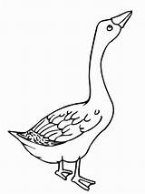 Goose Geese Netart Angry Bestcoloringpagesforkids sketch template