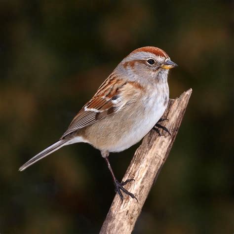 tree sparrow nature companion