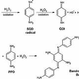 Ppd Phenylenediamine Schematic Oxidation Qdi Rnh Radical sketch template