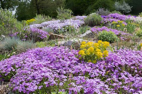 flowering ground covers gardeners path