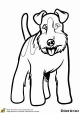 Chien Tintin Fox Colorier Un Dans Est Comme Terrier Milou Ce Coloriages Animaux Dessin sketch template