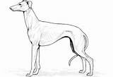 Whippet Greyhound Pets sketch template