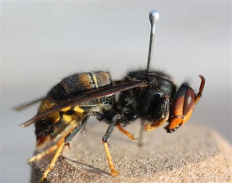 aziatische hoornaar rukt op  ons land dieren wetenschap planeet hln