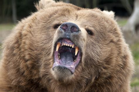 grizzly bear attack man recovering  mauling  butler ridge