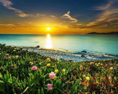 sea coast meadow  tropical flowers sandy beach calm