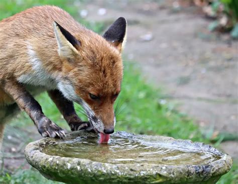 How To Deter Urban Foxes How I Keep Foxes From My Garden – No Dig
