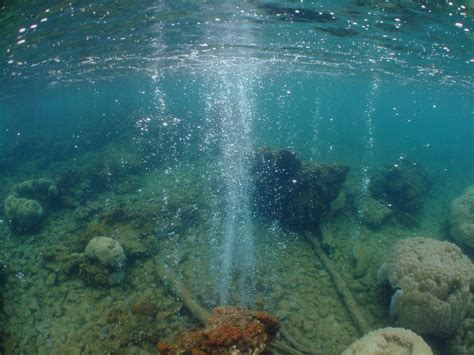 versauerung der ozeane fuehrt zu korallensterben max planck gesellschaft