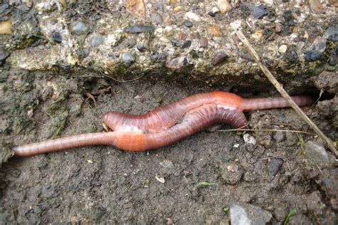 earthworms psychology wiki fandom powered by wikia