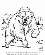 Coloring Bear Pages Drawing Grizzly Zoo Animals Animal Printable Adult Drawings Color Print Sheets Books Kids Preschoolers sketch template