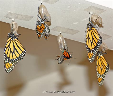 hatching butterfliesa monarch emerges   chrysalis