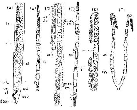 reproductive systems of nematodes