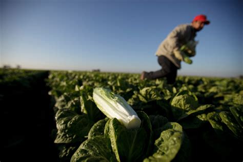 Immigration Raids Scare California Farmers Not Just Their Workers