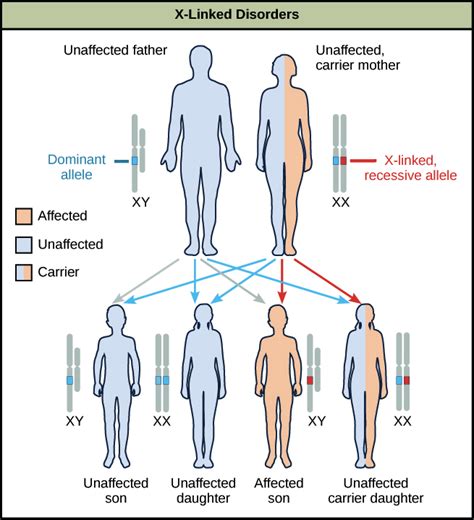 Sex Linked Inheritance Characteristics Disorders Examples