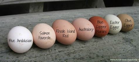 Which Breeds Of Chickens Lay Colored Eggs Fresh Eggs Daily®