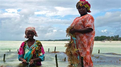 bbc radio 4 crossing continents seaweed sex and liberation in zanzibar