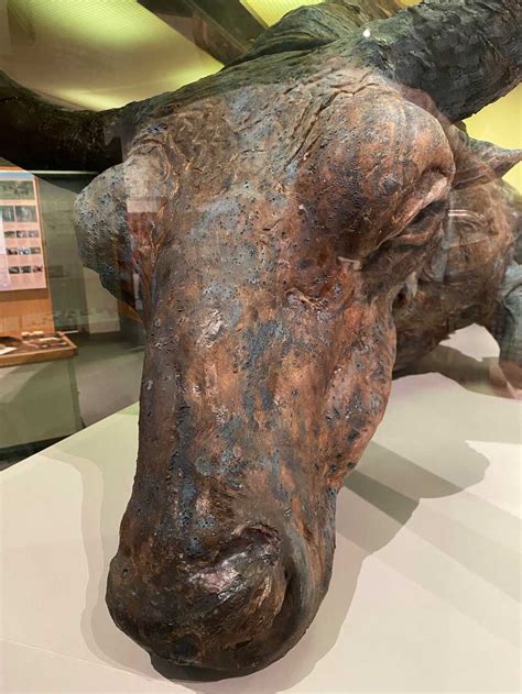 Blue Babe A 55 000 Year Old Bison Was So Well Preserved He May Very