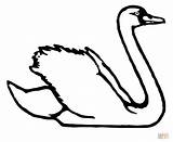 Swan Coloring Pages Trumpeter Swans Animals Print Drawing Printable Popular sketch template