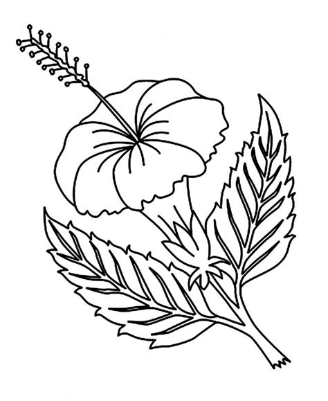 printable hibiscus coloring pages  kids