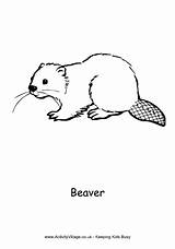 Colouring Pages Beaver Beavers Coloring Canada Animals Activity Canadian Animal Simple Printables Activities Village Explore Activityvillage Print Pdf sketch template