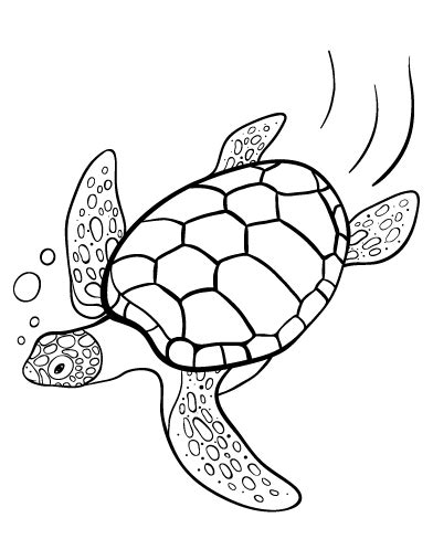 turtle coloring page turtle coloring pages sea turtle art
