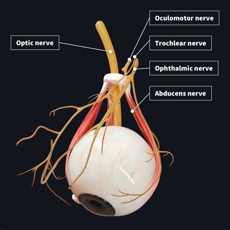 innervation   eye complete anatomy