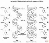 Rna Helix Adn Arn Cellula Diferencias Ausmalbilder Imprimir Labeled Transcription Biology Differenze Stampare Zu sketch template