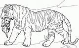 Cub Cubs Ausmalbild Lions Bengal Tigers Getdrawings Ausdrucken Tegninger Dyr sketch template