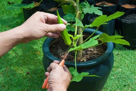 plant okra seed  step  step guide gardening dream