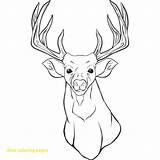 Coloring Mule Pages Deer Getcolorings sketch template