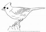 Titmouse Tufted Draw Drawing Step Birds Bird Drawings Tutorials Drawingtutorials101 Learn sketch template