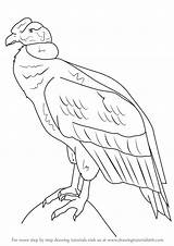 Condor Andean Drawing Draw Step Dibujo Dibujar Dibujos Para Colorear Tutorials Cómo Birds Drawingtutorials101 Drawings Tutorial Vultur Gryphus Seleccionar Tablero sketch template