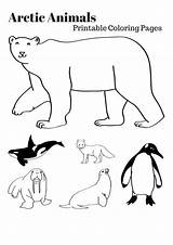 Arctic Polar Antarctica Artic Tundra Antarctic Tiere Antarctique Polares Neocoloring Habitat Nocturnal Polaires sketch template