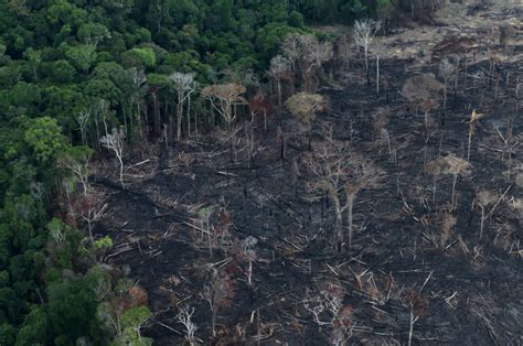 humans destroy  thirds  worlds rainforests