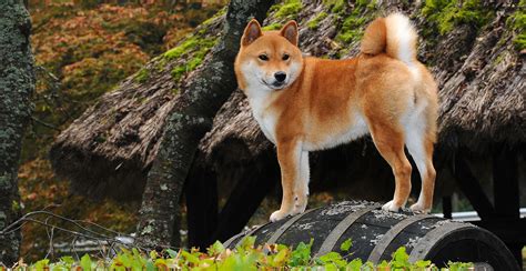 shiba inu dog breed information breed advisor