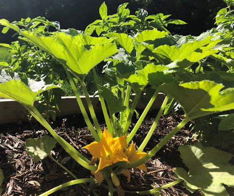 mighty squash vine borer tallahasseecom community blogs