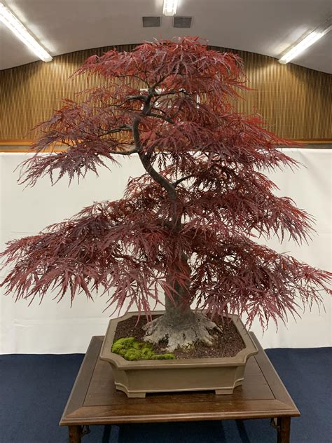 japanese red maple    annual bonsai exhibit sacramento ca
