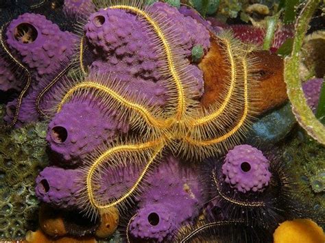 brittle star brittle star sea star   sea