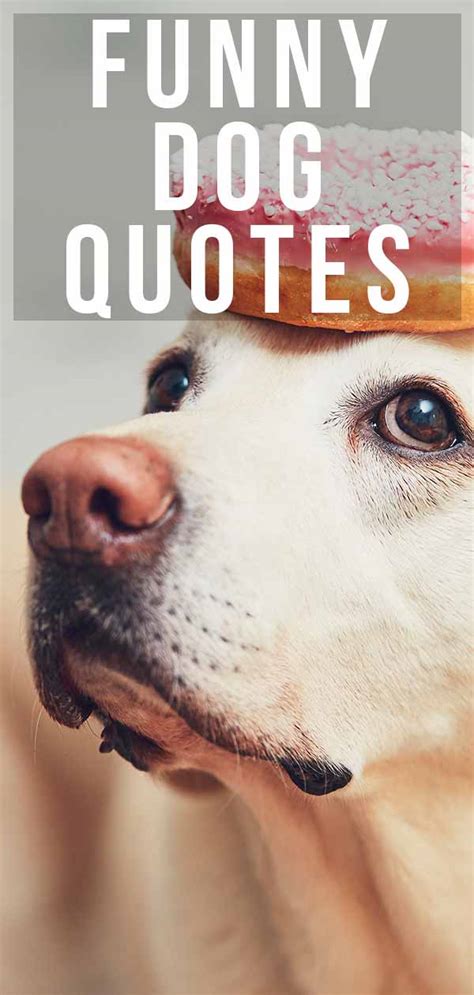 funny dog quotes   quirky   hilarious