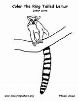 Lemur Tailed Ringtail Ringtailed Designlooter sketch template