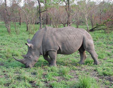 fileblack rhinocerosjpg wikipedia