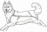 Cani Sled Animali Husky Arctic Lupo A10 Sledding Tsb Cane Lupi Corre Facing Mammals Visit Coloringpages101 Personaggio Animato Cartone sketch template