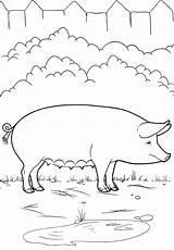 Colorat Porc Desene Planse Schwein Malvorlage Bauernhof Animaux Domestiques Domestici Desen Granja Fattoria Cerdo Creion Porci Malvorlagen Pigs Animale Colorkid sketch template