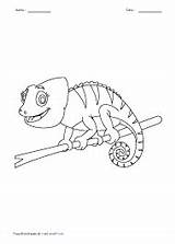 Invertebrates Vertebrates sketch template