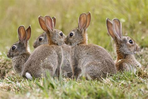 numbers gamekilling rabbits  conserve native mammals